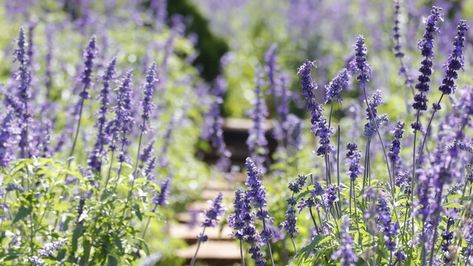 Blue Salvia, Deer Resistant Plants, Best Perennials, Companion Plants, Sun Perennials, Sun Garden, Afternoon Sun, Flowers Blooming, Fast Growing Plants