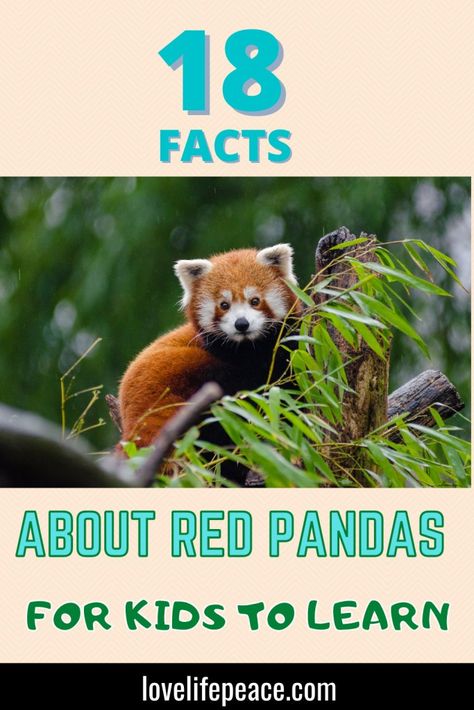 Red Panda Crafts For Preschool, Panda Facts For Kids, Panda For Kids, Panda Activities, Panda Habitat, Panda Facts, Animal Facts For Kids, Wildlife Facts, Panda Craft