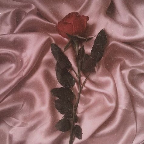 Bloom where you’re planted discovered by ♡𝓡𝔂𝓶♡ Gold Vintage Aesthetic, Pink Flowers Aesthetic, Vintage Aesthetic Wallpaper, Rose Gold Aesthetic, Aesthetic Header, Aesthetic Rose, Rose Aesthetic, Rose Gold Wallpaper, Aesthetic Roses