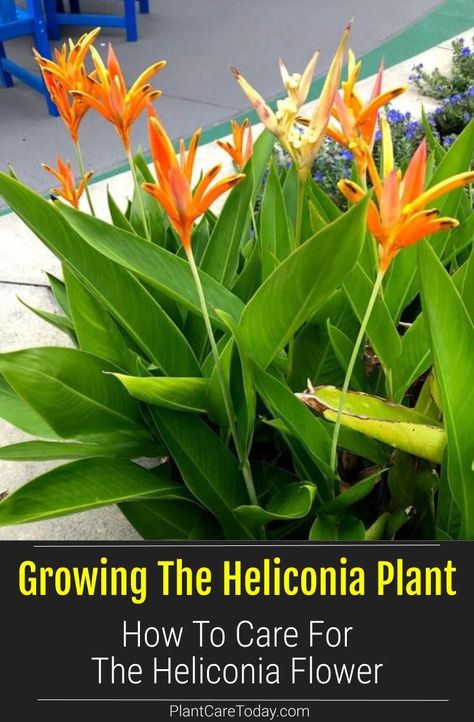 Heliconia flower adds a touch of the tropics to the landscape, patio, deck or sunroom, lobster claw plants [CARE TIPS] Plants Care Tips, Heliconia Plant, Heliconia Flower, Fruit Tree Garden, Backyard Flowers Garden, Plants Care, Benefits Of Gardening, Florida Gardening, Growing Plants Indoors