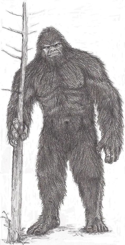 Bigfoot sketch Bigfoot Sketch, Sasquatch Drawing, Bigfoot Drawing, Bigfoot Illustration, Bigfoot Party, Bigfoot Pictures, Bigfoot Art, Extraterrestrial Life, Bigfoot Sightings