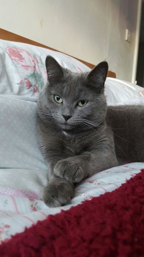 Grey Cat Breeds, Russian Blue Kitten, Chartreux Cat, Russian Blue Cat, Cat Quotes Funny, Gray Cat, Kitten Care, Russian Blue, Cute Cats And Kittens