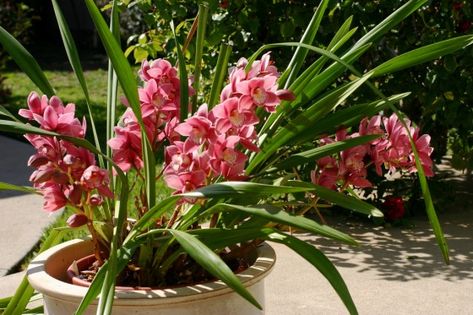 Cymbidium Orchids Care, Orchid Growing, Slugs In Garden, Orchids Care, Outside Nature, Organic Gardening Pest Control, Rogers Gardens, Organic Pesticide, Growing Orchids