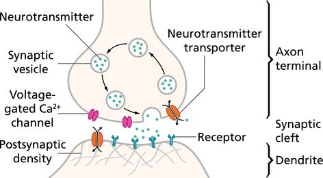 Synaptic Pruning, Chemical Synapse, Action Potential, Glial Cells, Ap Psychology, Motor Neuron, Nerve Cell, Diagram Design, Central Nervous System