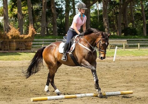 Pole Work For Horses Easy, Horse Training Ground Work, Pole Exercises, Work Exercises, Training Horses, Horse Training Exercises, Horse Exercises, Horse Games, Bouncy House