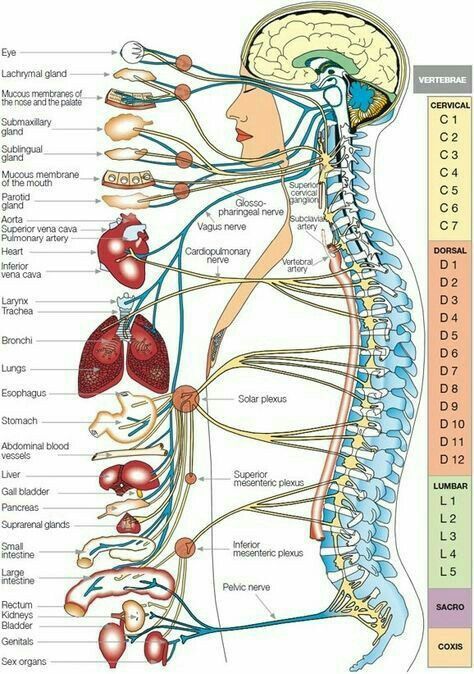 Nerve Anatomy, Nervus Vagus, Human Body Facts, Basic Anatomy And Physiology, Reflexology Chart, Human Body Anatomy, Spine Health, Medical School Studying, Medical School Essentials