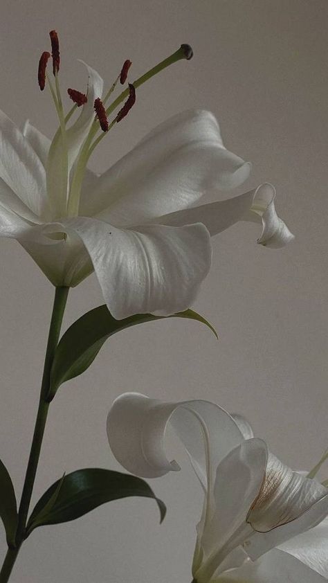 Clean Girl Wallpaper, How To Clean Iphone, Lily Wallpaper, Look Wallpaper, Flower Background Images, Easter Wallpaper, Nothing But Flowers, Flower Therapy, White Lilies