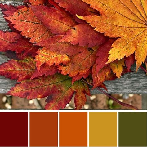 Burnt Orange Wedding Color Schemes, Burnt Orange Color Palette, Boho Wedding Color Schemes, Orange Wedding Color Scheme, Orange Christmas Decor, Orange Wedding Color Palette, Wedding Color Palette Ideas, Orange Color Combinations, Boho Wedding Colors