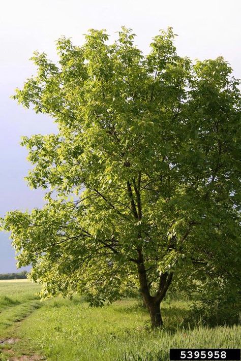 Meet A Tree: The English Walnut-Juglans regia English Walnut Tree, Coastal Plants, Black Walnut Tree, Tree Id, English Walnut, Walnut Tree, Wild Garden, Plant Combinations, Peaceful Life