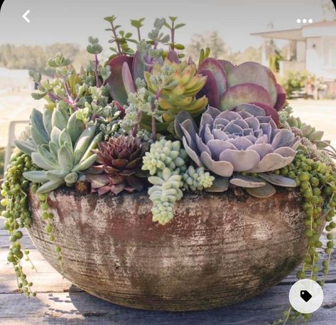 Succulent Bowl, Succulent Bowls, Succulent Landscape Design, نباتات منزلية, Artificial Plants Indoor, Succulent Garden Design, Succulent Landscaping, Succulent Garden Diy, 카페 인테리어 디자인