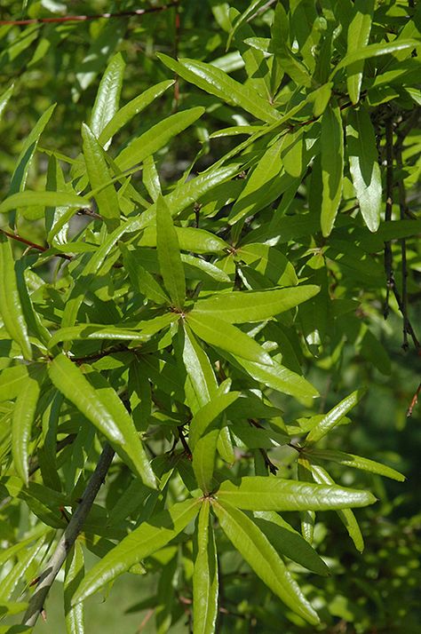 Willow Oak, Pine Garden, Zone 5, Root System, Garden Trees, Landscaping Plants, All About Plants, House Plant, Oak Tree