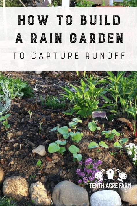 Rain Scaping, Rain Garden Design, Yard Drainage, Rain Gardens, Types Of Mulch, Bog Plants, Prairie Planting, Compost Soil, Shade Gardens