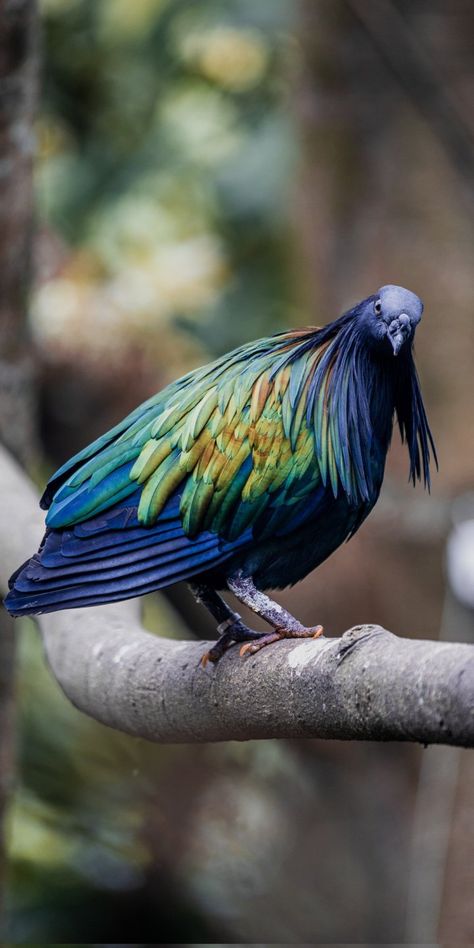 Nicobar Pigeon, Bird Sitting, Cut Animals, Animals Amazing, Forest Photos, Most Beautiful Birds, Kinds Of Birds, Rare Birds, Beautiful Bird