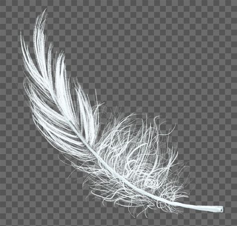 Feather Png, Feather Stickers, Feather Illustration, Wings Png, Fashion Figure, Fashion Figure Drawing, Seascape Photography, Feather Wings, Feather Art