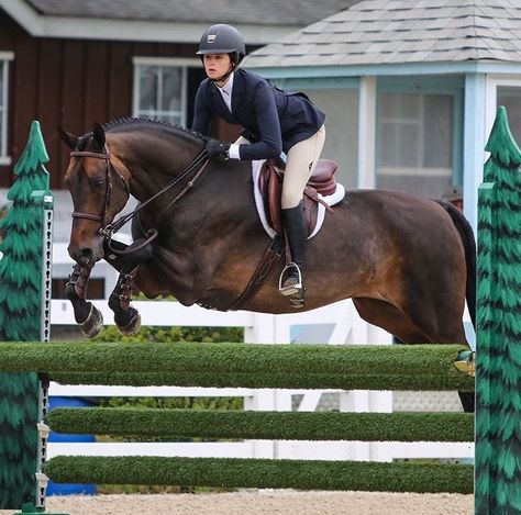 Horse Jumping Cross Rails, Bay Hunter Horse, Hunter Jumper Jumps, Hunter Horse Show Aesthetic, Hunter Horse Show, Hunter Jumper Aesthetic, Hunter Equestrian, Hunter Jumping, Hunter Jumper Horses