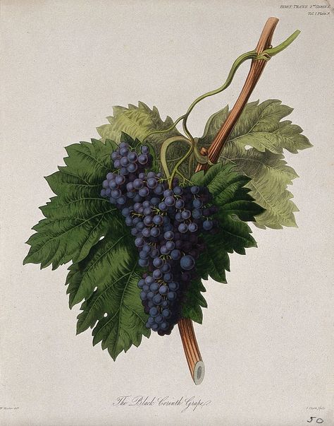 The Black Corinth grape (Vitis vinifera cv.): fruiting branch. Coloured etching by W. Clark, c. 1835, after W. Hooker. | free image by rawpixel.com Grape Illustration, Vine Grape, Different Kinds Of Fruits, Wellcome Collection, Vitis Vinifera, Artwork Display, Back Pieces, Public Domain Images, Download Free Images