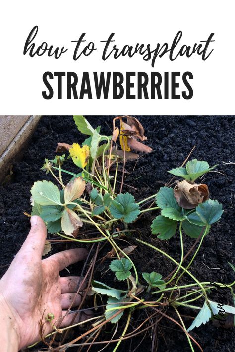 How to transplant strawberries in the garden. #gardening #gardens #gardeningtips Strawberries Growing, Strawberry Growing, Growing Strawberries In Containers, How To Grow Strawberries, Types Of Strawberries, Everbearing Strawberries, Strawberries In Containers, Grow Strawberries, Strawberry Planters