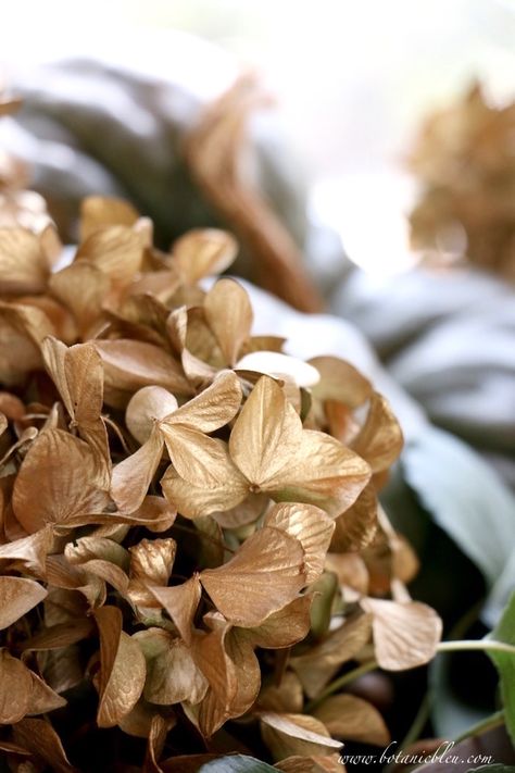 Beautiful Fall Display Tips... revitalize dried hydrangea with gold spray paint Gold Hydrangea, Fall Displays, Hydrangea Centerpiece, Dried Hydrangeas, Hydrangea Not Blooming, Autumn Display, Gold Spray, Gold Spray Paint, Christmas Brunch