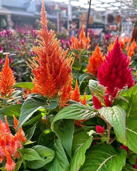 Add a vibrant touch to your garden with the stunning colors of Celosia! 🌸🌿 These eye-catching blooms bring texture and warmth, perfect for brightening up any space this season! 🌞 #Celosia #GardenBeauty #VibrantBlooms #FallFlowers #GardeningJoy Plant List, Fall Flowers, Texture, Plants, Quick Saves, Beauty, Color