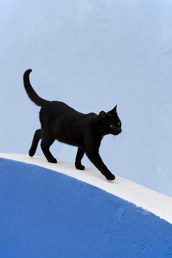 Cat walking Black Cat Walking Drawing, Cat Stepping Down, Cat Walking Silhouette, Cat Walking Drawing Reference, Cat Walking Illustration, Cat Walking Reference, Cat Walking Tattoo, Ysl Moodboard, Cat Walking Drawing