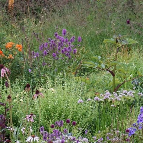 Adam Woodruff LLC on Instagram: "This morning in our stylized meadow on Redstone Lane. ABOUT: Adam Woodruff LLC We are an award-winning, design consultancy catering to discerning clientele who value environments that are exceptional and engaging. Our contemporary designs define space and artfully blend plants in new ways. We work throughout the United States, on a range of projects including city, suburban and country gardens, large estates and commercial properties. Our unique and enduring s