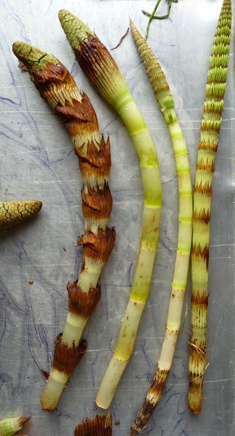 Egg Sauce, Edible Weeds, Food Foraging, Wild Foraging, Wild Food Foraging, Foraging Recipes, Edible Wild Plants, Foraged Food, Herb Gardening