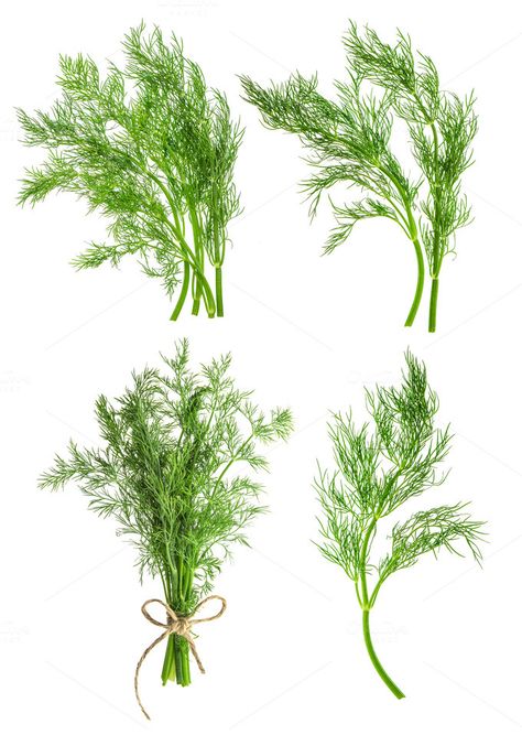 Dill Plant Drawing, Dill Botanical Illustration, Dill Drawings, Dill Illustration, Soil Regeneration, Dill Plant, Dill Herb, Drink Pictures, Watercolor Herbs