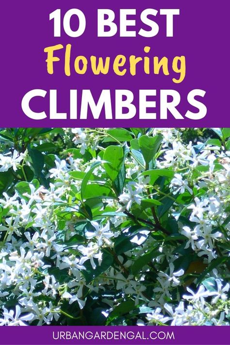 Climbing plants with flowers look great growing on a trellis, arbor or fence. Here are 10 easy to grow flowering climbing plants to grow in your garden. #climbingplants #flowergarden #flowergardening #gardening Climbing Plants Fast Growing, Strawberry Trellis, Bougainvillea Trellis, Climbing Flowering Vines, Plants Trellis, Climbing Roses Trellis, Trellis Arbor, Climbing Plants Trellis, Trellis Diy