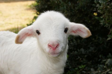 Gretchen's Little Lamb Tipper Sacrifical Lamb, Lamb Mask, Goat Mask, Cute Goats, Sheep And Lamb, Baby Goats, Lambs Ear, Animal Drawings, Plush Toys