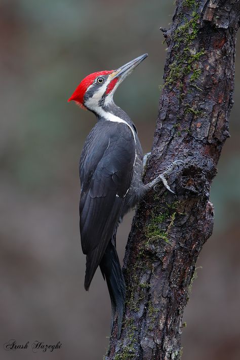 Pilated Woodpecker, Woodpecker Photography, Birds For Kids, Pileated Woodpecker, Nature Birds, Pet Cage, Victoria Bc, Bird Pictures, Pretty Birds