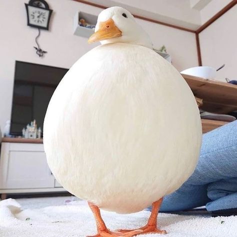 When they’re this fat, you only need one duck in a row! FuturistSpeaker.com #keynotespeaker #futuretrends #futureofwork #futurejobs Duck Species, Duck Pictures, Duck Photo, Pet Ducks, Cute Ducklings, Funny Duck, Baby Ducks, Iron Age, Animal Photo