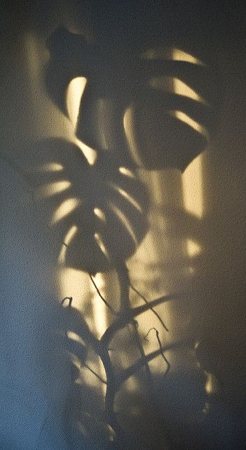 . Light And Shadow Photography, Shadow Photography, Shadow Art, Shadow Play, 背景 シンプル, Light Shadow, The Shadow, Light And Shadow, Golden Hour