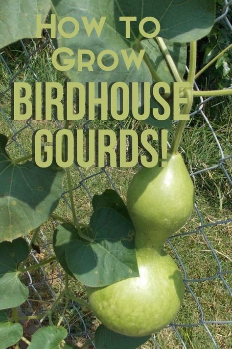 It's easy to grow birdhouse gourds and make your own birdhouses from them. All you need is a little patch of dirt and some birdhouse gourd seeds. Ideas for painted birdhouses. How to grow, what kind of trellis, how to dry, how to paint and much more. #gourds #birdhousegourds What To Do With Gourds Ideas, Planting Gourd Seeds, Ideas For Gourds, Growing Birdhouse Gourds, Growing Gourds Trellis, Gourd Trellis Ideas, Drying Gourds Diy, How To Grow Gourds, Bird House Gourds Ideas