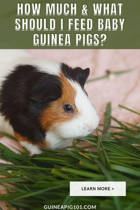 Pig Diet, Guinea Pig Diet, Pig Facts, Pig Care, Guinea Pig Food, Pigs Eating, Baby Guinea Pigs, Pig Food, Animal Food