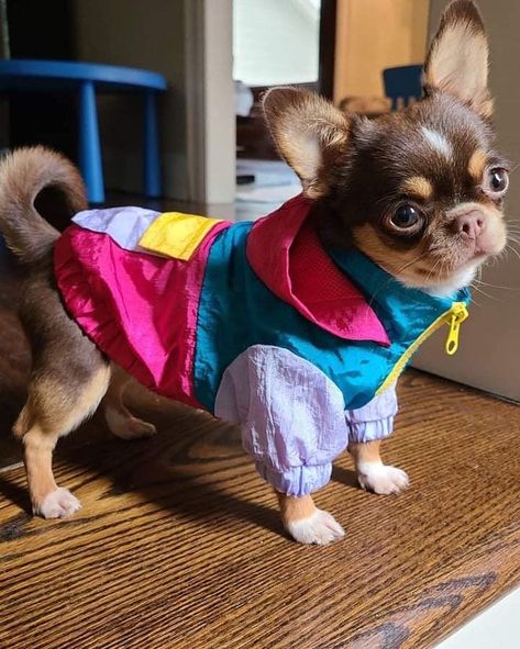 Dog Park Outfit, Soccer In The Rain, Small Dog Outfits, Cute Dog Outfits, Dogs In Clothes, Puppy Outfits, Pet Outfits, Animal Clothes, Clothes For Dogs