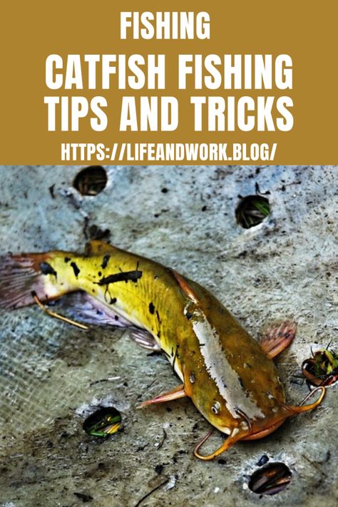 Catfish Fishing Tips And Tricks Catfishing Tips, Best Catfish Bait, Fishing Tips And Tricks, Fishing Catfish, Cat Tricks, Big Catfish, Fishing Worms, Crappie Fishing Tips, Family Fishing