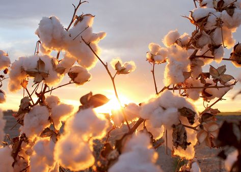 Cotton planets at sunset, wonder if any of these became Adband cotton bags?! Cotton Plant Aesthetic, Cotton Images, Cotton Photography, Cotton Aesthetic, Cotton Field Photography, Phone Wallpapers, Cotton Pictures, Cotton Fields, Short Plants