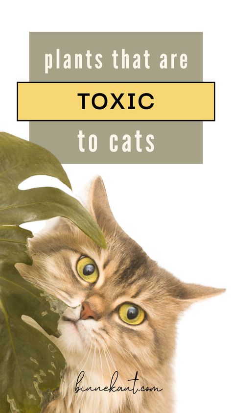 Cat Friendly Plants, Cat Repellent, Toxic Plants For Cats, Toxic To Cats, Toxic Plants, Low Maintenance Indoor Plants, Cat Plants, Cat Essentials, Poisonous Plants