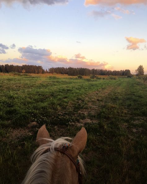 Horse Trail Ride Aesthetic, Horse Riding Forest, Trail Riding Aesthetic, Horse Trail Ride, Horse Trails, Barrel Racing Tack, Trail Ride, Horse Ears, Palomino Horse