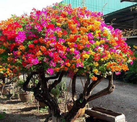 Bougainvillea for sale : Bougainvillea grafted 3 color Bougainvillea Colors, Container Gardening Shade, Colorful Landscaping, Bougainvillea Tree, Bougainvillea Flower, Edible Landscaping, Unique Trees, Bonsai Garden, Garden Landscape Design