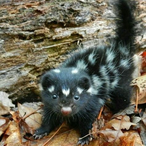 Spotted Skunk, Pretty Animals, Silly Animals, Little Animals, Cute Creatures, Sweet Animals, Animal Photo, Cute Little Animals, 귀여운 동물