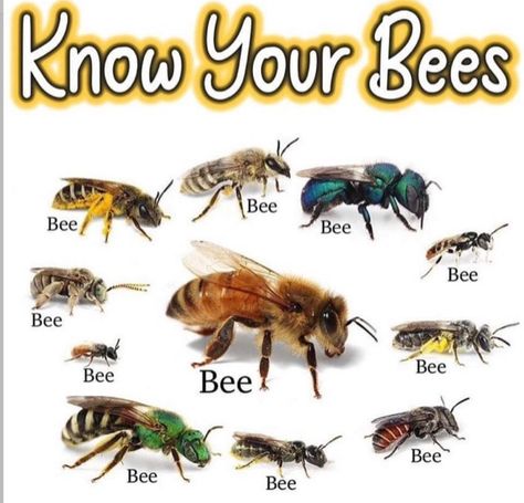 Bee Types, Honey Bee Farming, Black And White Bee, Type Chart, Types Of Bees, Bees And Wasps, Bugs And Insects, Save The Bees, Bee Keeping