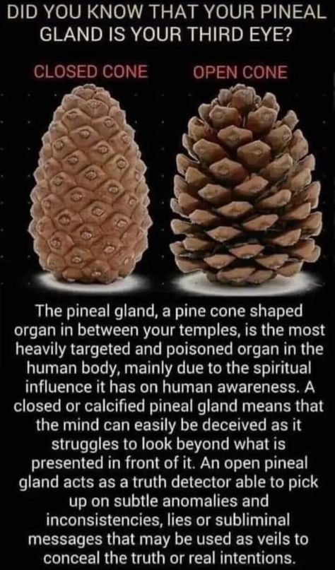 Pineal Gland Facts, Kemetic Spirituality, Spiritual Psychology, Ancient History Facts, Cool Science Facts, Spirit Science, Pineal Gland, Energy Healing Spirituality, Awakening Quotes