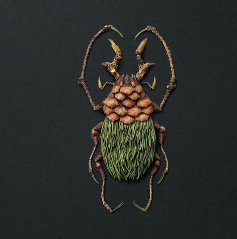 Using flowers, leaves, twigs, and seeds, Canadian artist Raku Inoue creates intricate portraits of insects. Raku Inoue, Colossal Art, Insect Art, Colorful Portrait, Animals Artwork, Nature Crafts, Land Art, Exotic Flowers, Art Plastique