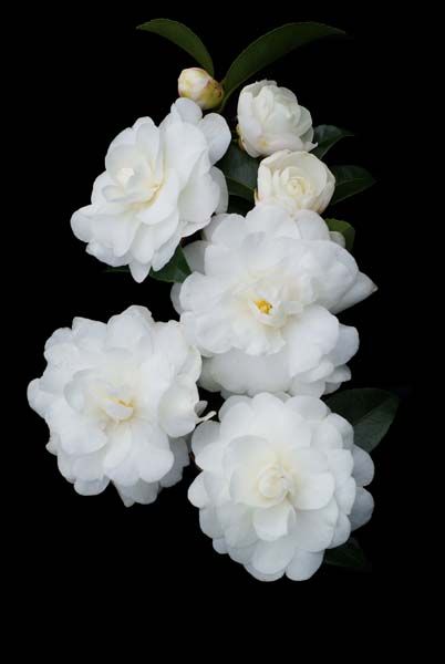 Camellia Susanqua Slimline Avalanche 7-10 feet tall and 3-6 feet wide autumn Camellia Sasanqua, White Camellia, Australian Plants, Long Flowers, Green Things, Camellia Flower, Moon Garden, Top Soil, White Gardens