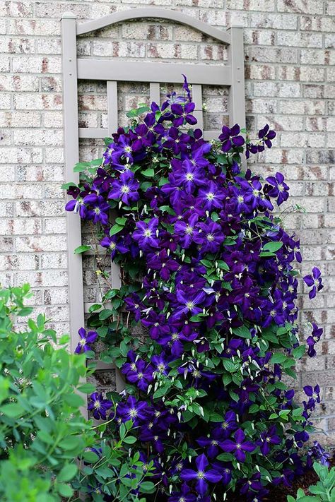 Growing Clematis, Clematis Trellis, Climbing Clematis, Clematis Plants, Clematis Vine, Best Perennials, Garden Vines, House Landscaping, Front Yard Landscaping Simple