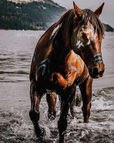 Store | SJ Originals Wild Horses Photography, Native American Horses, Indian Horses, Cute Horse Pictures, Horse Costumes, Horse Wallpaper, Horse Aesthetic, Greatest Mysteries, Horse Drawings