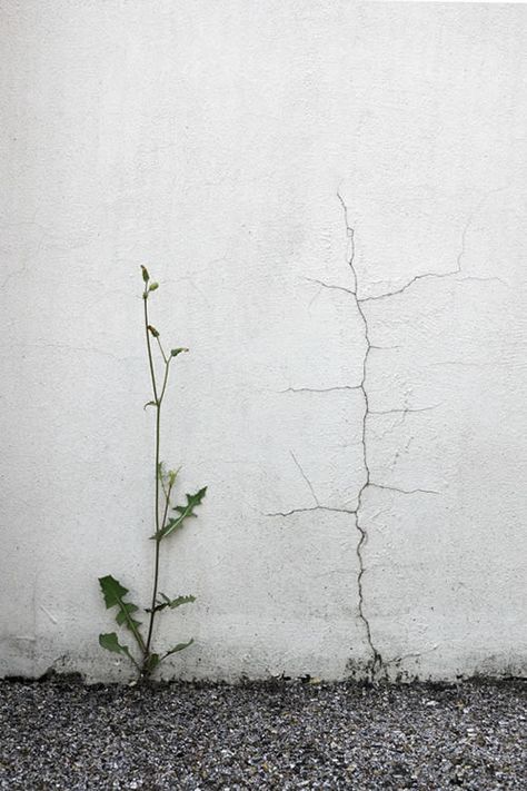 Siegfried Hansen -  Smart & Clever street photographs you might have never seen before Growth And Decay, Foto Art, Foto Inspiration, Ikebana, Belle Photo, Wabi Sabi, Feng Shui, Photo Inspiration, Photography Inspiration