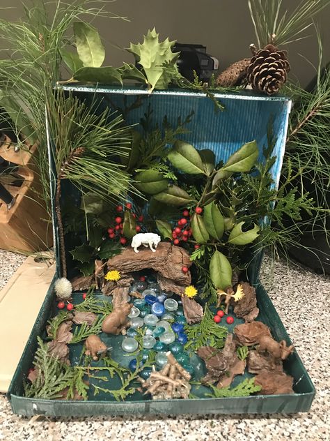 Shoe box coniferous forest school project Animal Science Projects, Ecosystems Diorama, Diaroma Ideas, Shoe Box Diorama, Biomes Project, Diorama Kids, Ecosystems Projects, Frog Activities, Habitats Projects