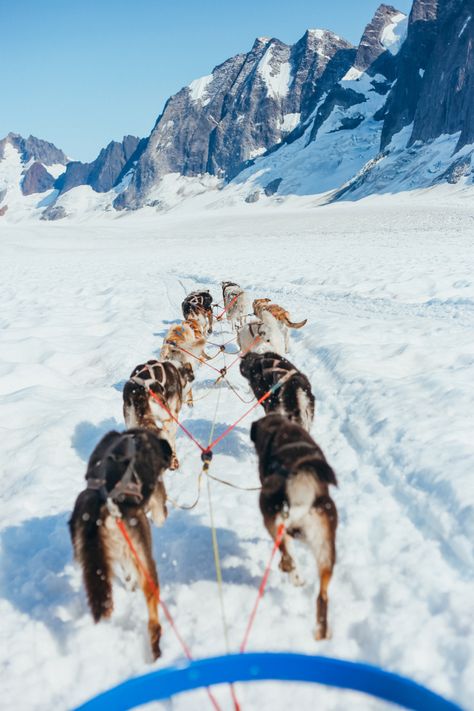 Alaska Dog Sledding, Dream Activities, Alaska Aesthetic, Alaskan Dog, Alaska Dog, Moving To Alaska, Find Joy In The Journey, North To Alaska, Dog Sled